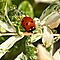 38. Ladybug. Bright sunlight, ring flash used as fill light only. 135 mm, f/11, ISO 200.