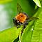 41. Bumblebee. Shade, ring flash supplying most of the light, 135 mm f/8, ISO 320.