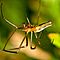 42. Stretch spider. Shade, ring flash supplying most of the light, 135 mm f/8, ISO 320.